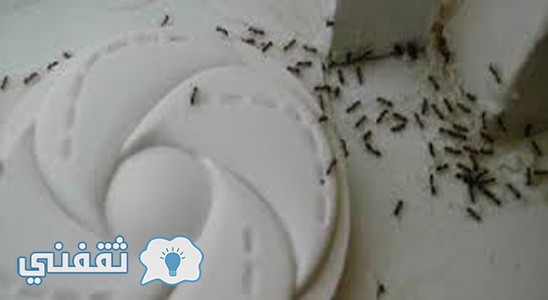 طرق لطرد النمل من المنزل وعدم دخوله مرة أخرى بدون مبيدات حشرية ضارة