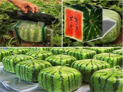 كيف نجح اليابانيون في زراعة البطيخ المربع والهرمي 