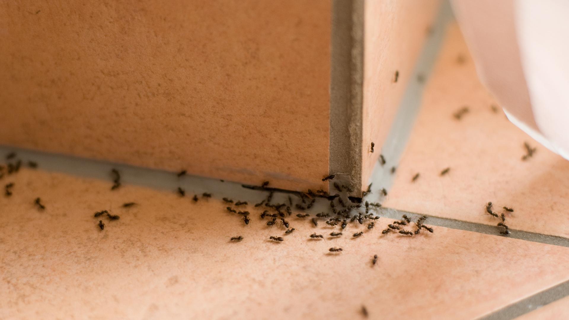 وصفات سحرية للتخلص من النمل في المنزل بشكل عاجل وفوري