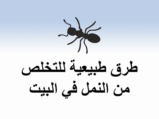 بدون رش..ستة طرق للتخلص من النمل للأبد وبشكل آمن وفعال