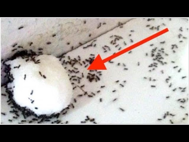وصفة تخلصك من النمل نهائيا بدون استخدام مبيدات حشرية أو أدوية