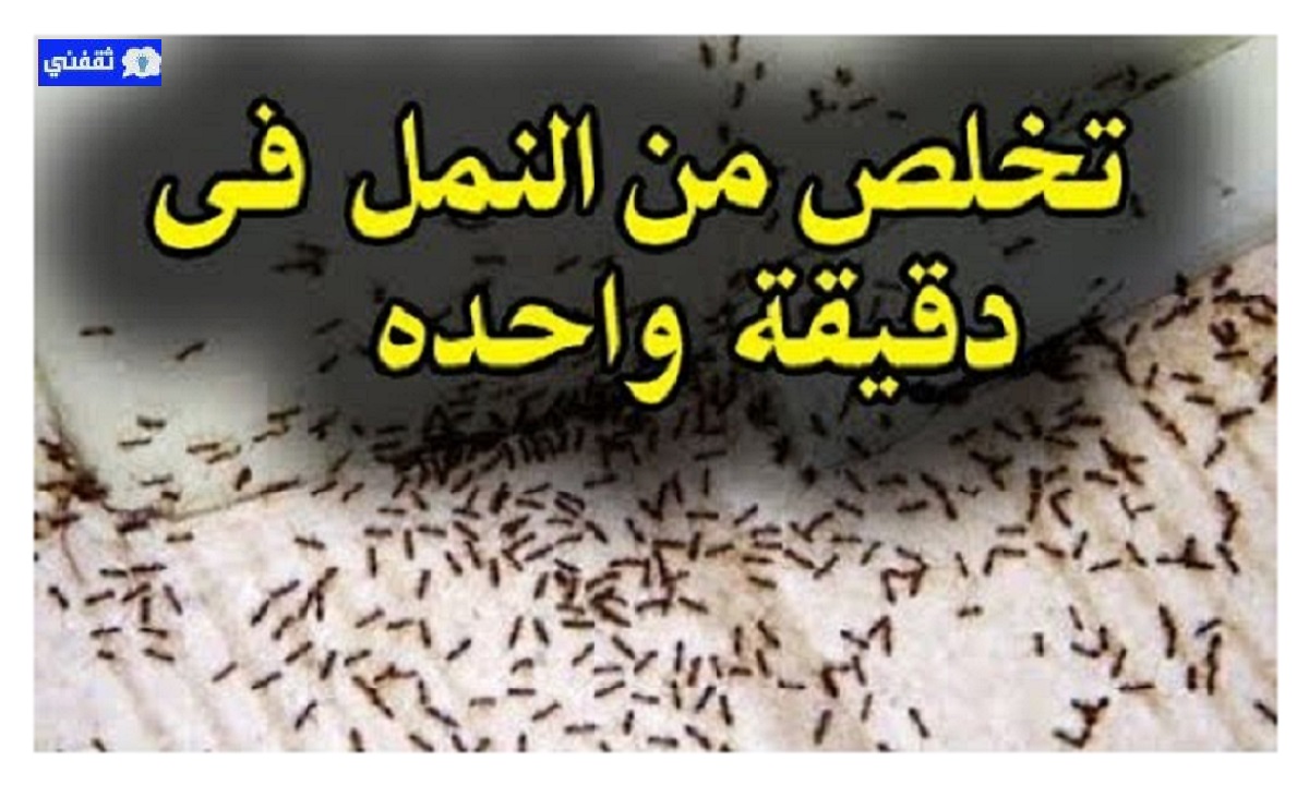 حل مذهل للتخلص من النمل والصراصير بدون مبيدات والقضاء على حشرات المنزل نهائياً