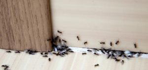 القضاء على النمل نهائياً من خلال 4 وصفات منزلية سحرية