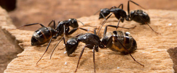 6 علامات لوجود النمل وعلاقته بالحسد