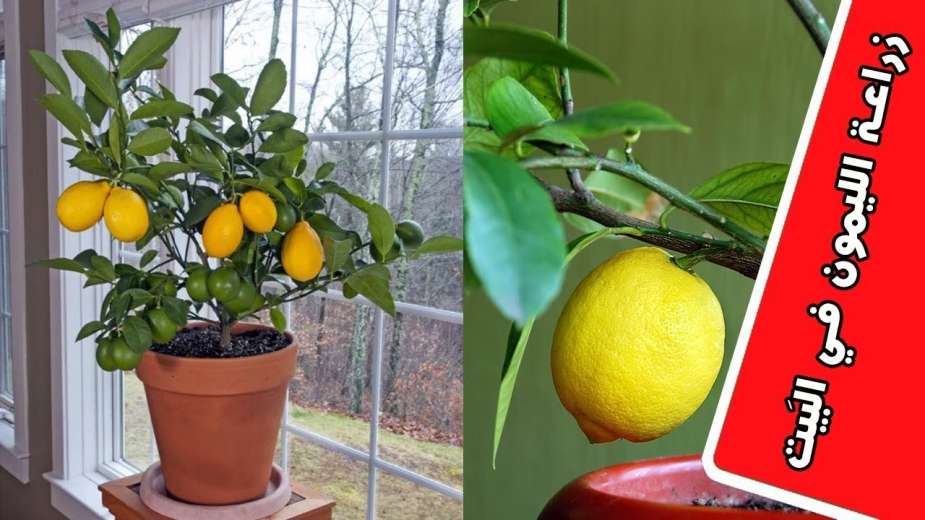 مش هتشتري الليمون تاني.. طريقة زراعة الليمون في البيت بثمرة ليمون في الثلاجة بكل سهوله في 5  دقائق