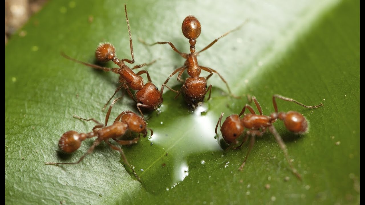 العجينة الفورية للقضاء على النمل نهائياً…بمكون واحد موجود في مطبخك