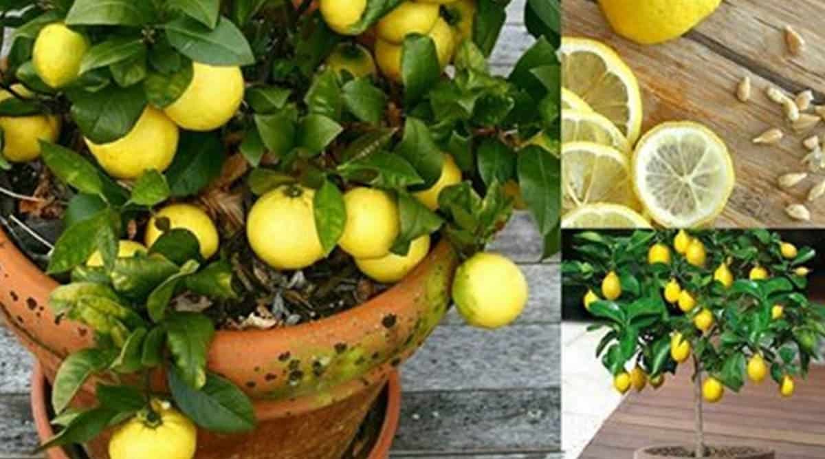 وداعاً لشراء الليمون بعد الآن.. طريقة زراعة الليمون في المنزل بثمرة ليمون في الثلاجة في 3 دقائق