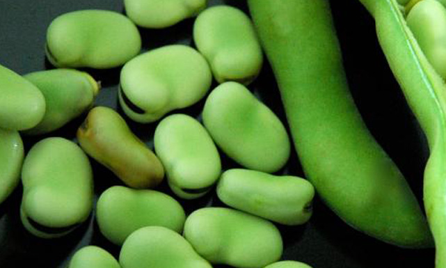 فوائد الفول الأخضر هل تعلم ماذا يحدث لجسمك عندما تأكل الفول الأخضر لن تتوقع فوائده
