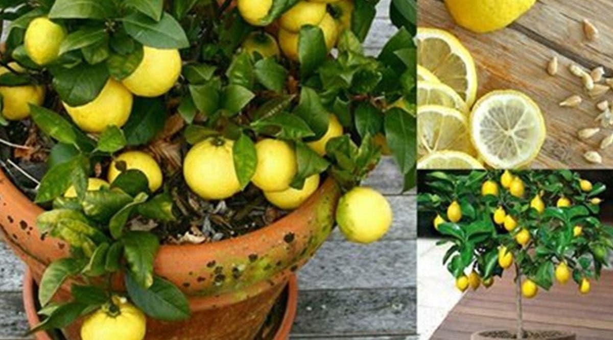 ميهمكيش سعرة الغالى.. زراعة الليمون في المنزل بثمرة ليمون واحدة فالثلاجة فى 3 دقائق
