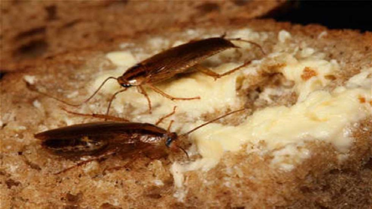 طرق مذهلة للتخلص من النمل الموجود في المنزل نهائيا