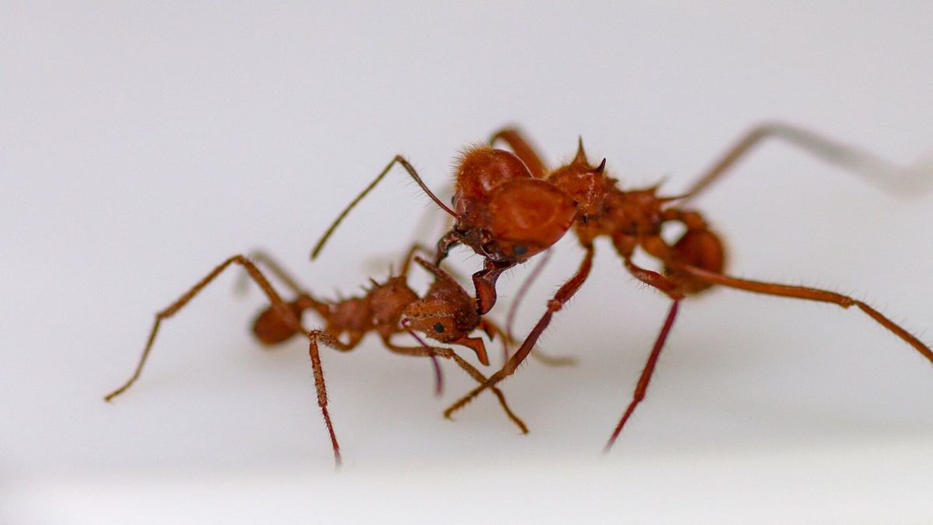 بدون كيماويات تخلصي منه فورا أسهل طرق التخلص من النمل نهائيا من المنزل