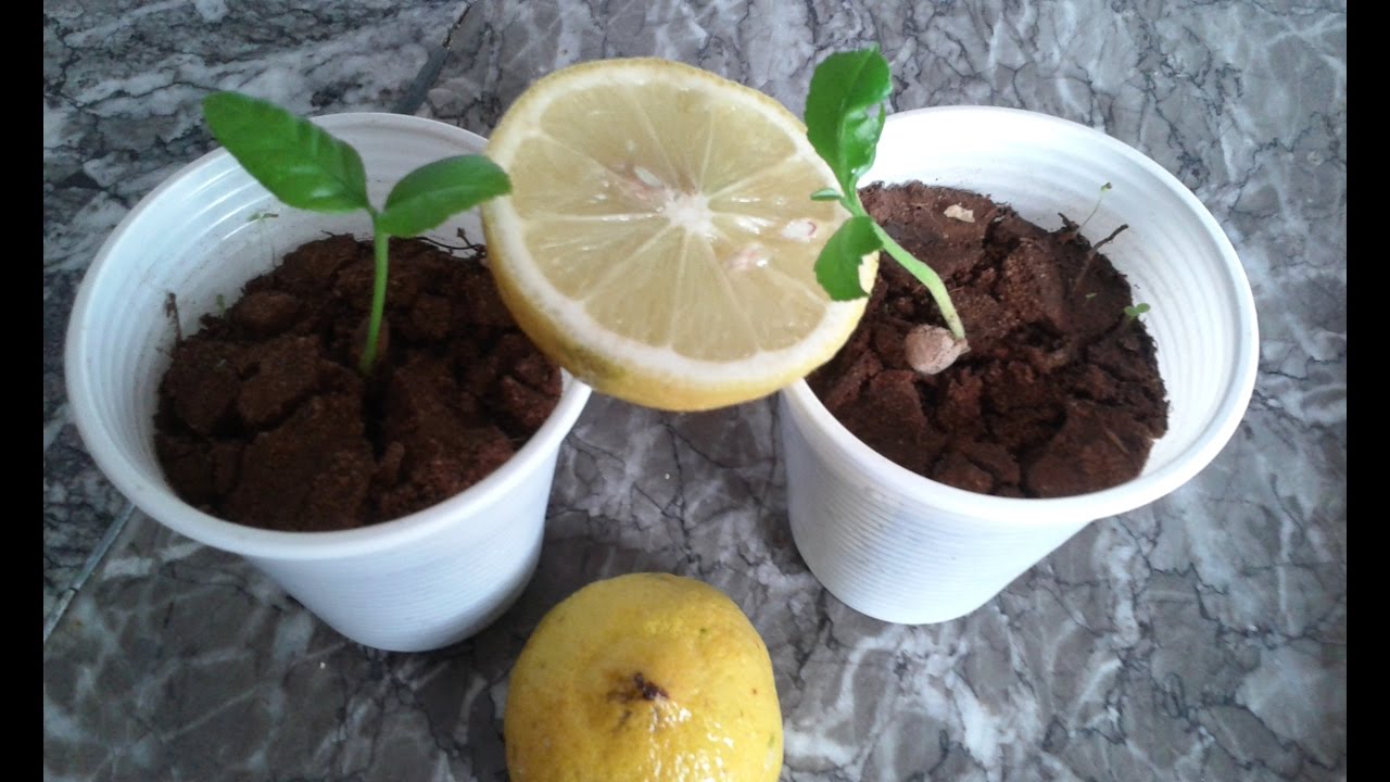 ولا يهمك سعرة الغالى.. زراعة الليمون فى المنزل بثمرة ليمون من الثلاجة فى 3 دقائق هتبطل تشترية من السوق