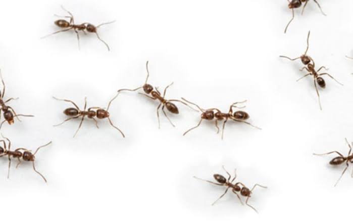 بشوية توابل طرق التخلص من النمل وحشرات الصيف بمكونات سهلة وبسيطة متوفرة في منزلك 