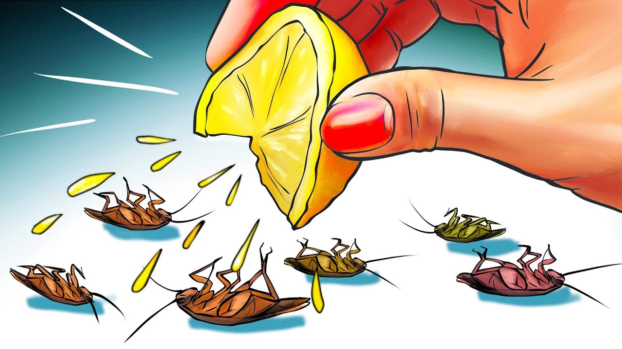 طريقة التخلص من الصراصير نهائيا ومن أول إستعمال ستختفي الصراصير وبوضياتها الصغيرة من منزلك