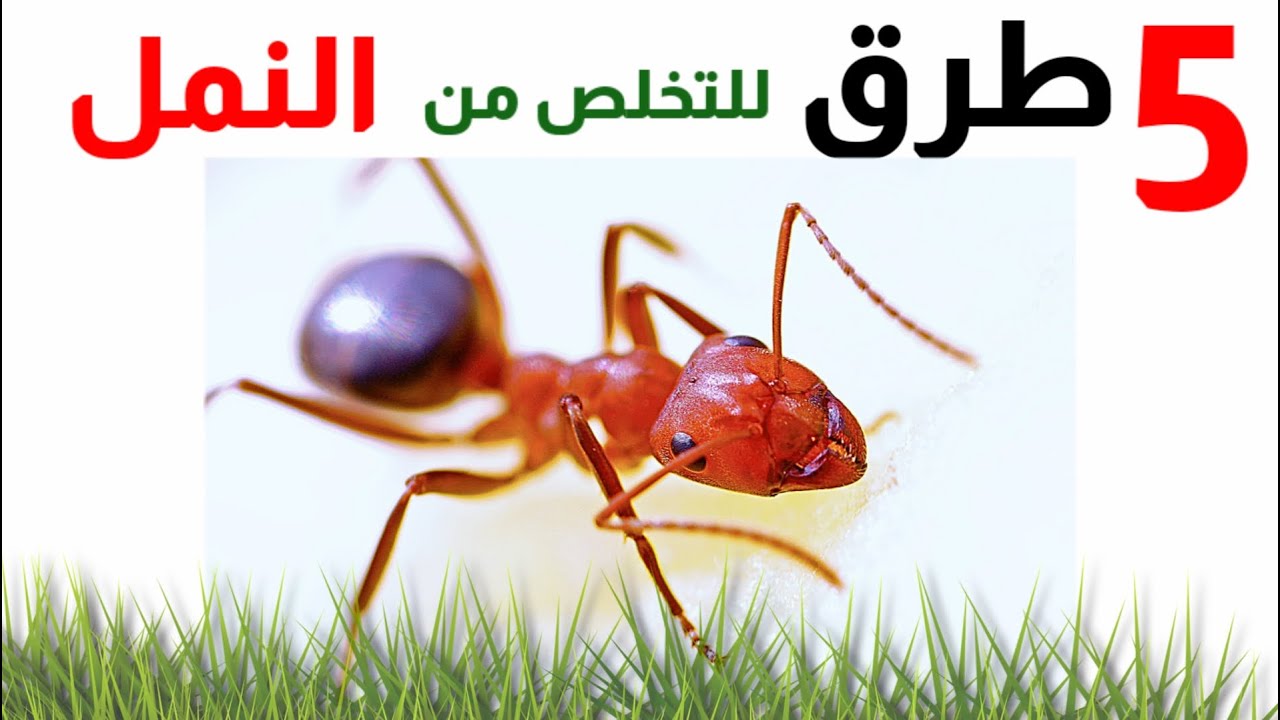 أفضل 5 طرق فعالة للتخلص من النمل في المنزل بشكل نهائي