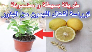 وداعاً لغلاء الأسعار.. طريقة زراعة الليمون في البيت بثمرو ليمونة من الثلاجة بأقل التكاليف