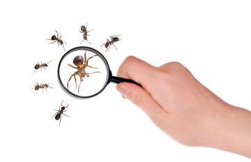 التخلص من النمل الصغير في المنزل بأسرع طريقة حقيقة ومجربة