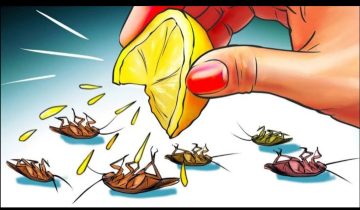 اطرديهم بدون مبيد.. طريقة التخلص من الصراصير والنمل والحشرات الطائرة الموجودة في منزلك بدون استخدام أي مبيد حشري
