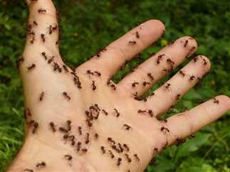 وصفات للتخلص من النمل طبيعية بمكونات من المنزل والنتيجة مبهرة 100٪