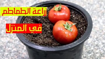 طريقة زراعة الطماطم في البيت من ثمرة طماطم موجودة في الثلاجة مش هتشتري الطماطم تاني