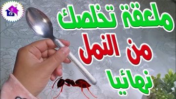 مش هيدخل بيتك تاني أقوي عجينة التخلص من الصراصير والنمل فعالة ومضمونة 100%