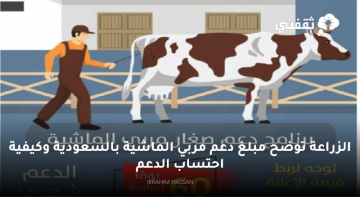الزراعة توضح مبلغ دعم مربي الماشية بالسعودية وكيفية احتساب الدعم